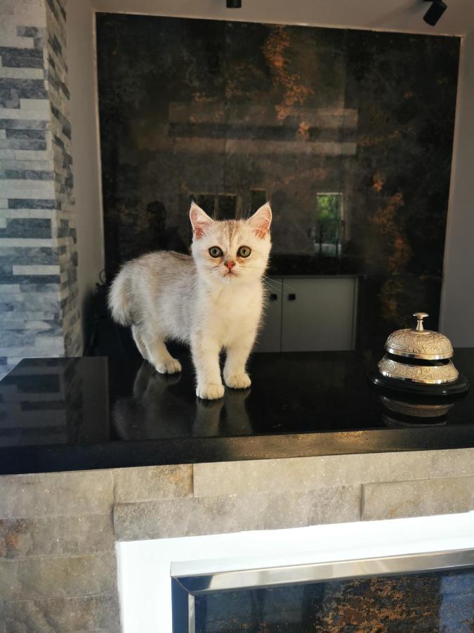 Doftana Apartaments Tesila Экстерьер фото